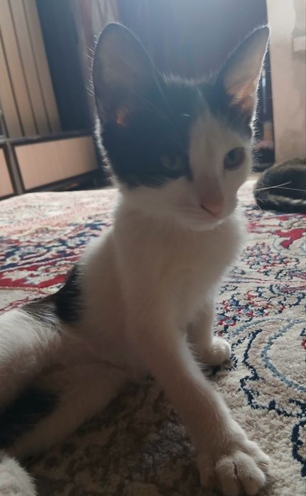 Ищу отвественного и доброго хозяина,чтобы подарить ему своего кота