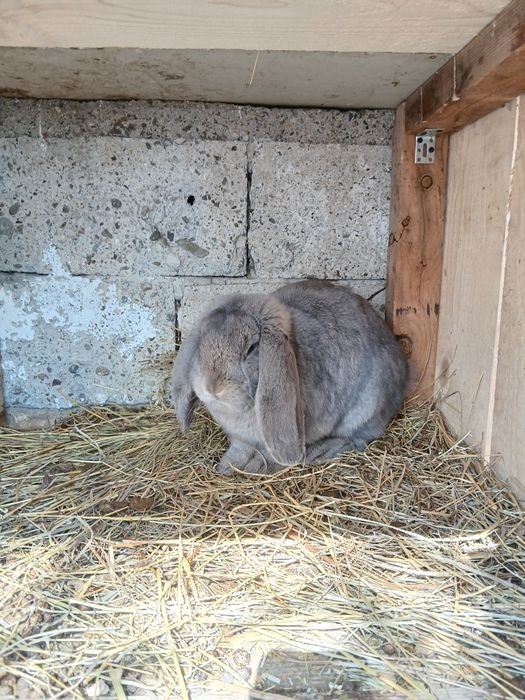 Vând mascul Berbec German!