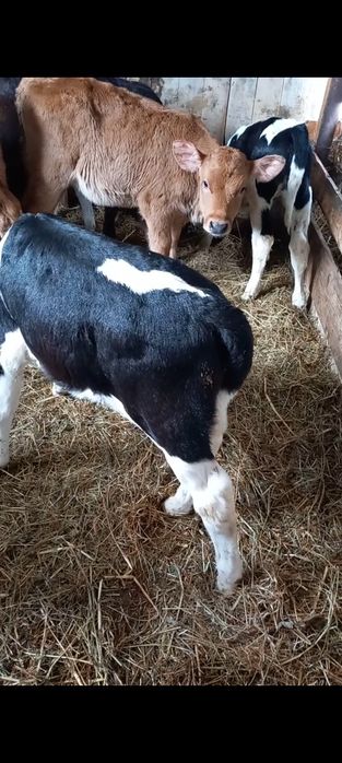 Vițele de Ținut sugare