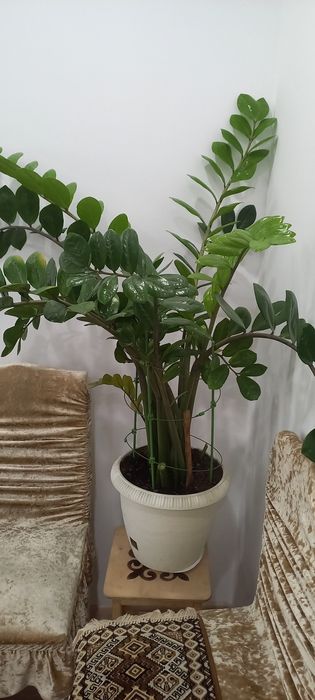Замиокулькас , продам