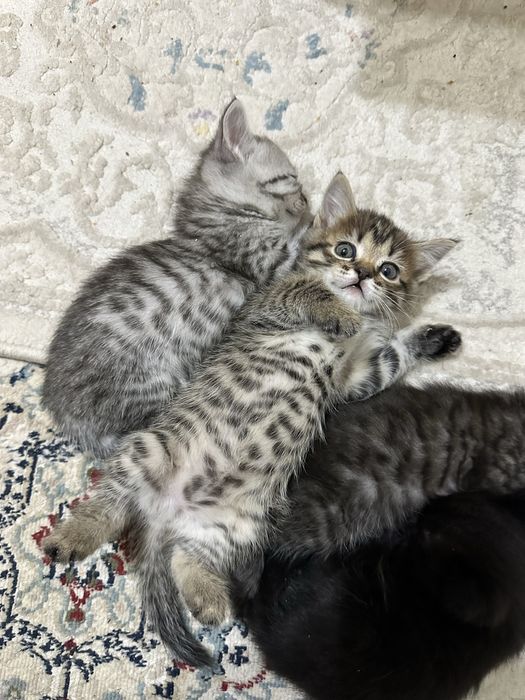 Продам британских котят