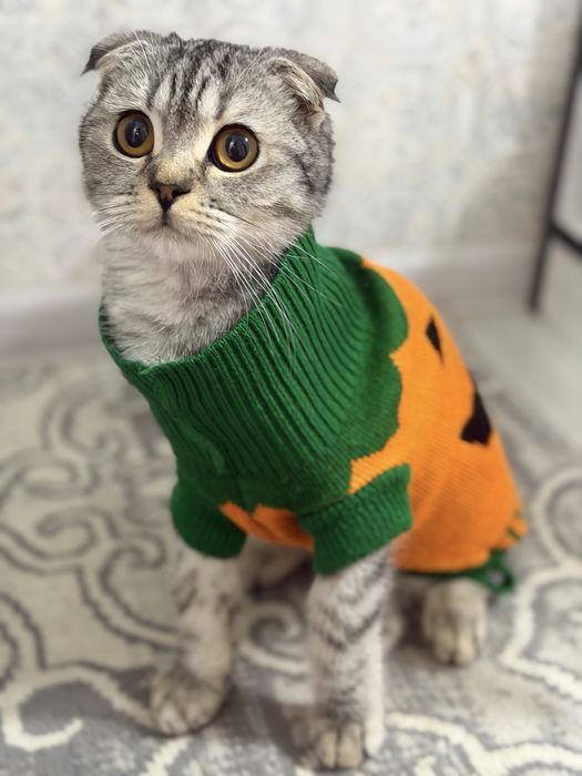 Шотландский фолд, 4 месяца, мальчик — красивый и здоровый