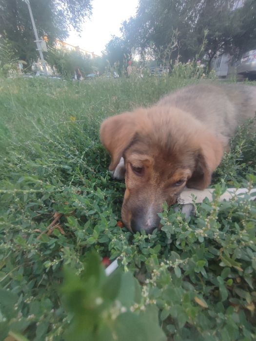 Собака милая отдадим в добрые руки