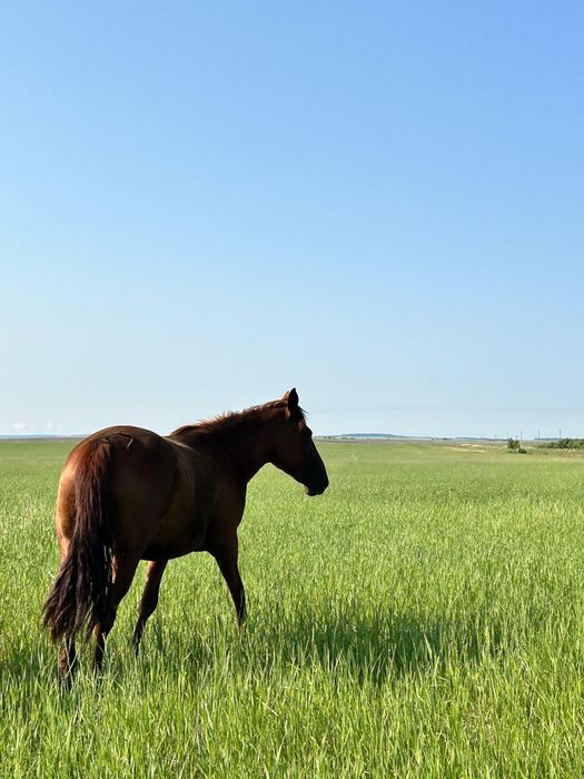 Продам лошадей шесть голов срочно
