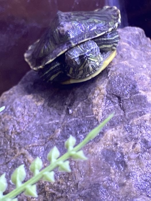 Черепаха красноухая 25 000 тг