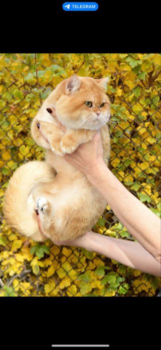 Вязка кота ny12 bri