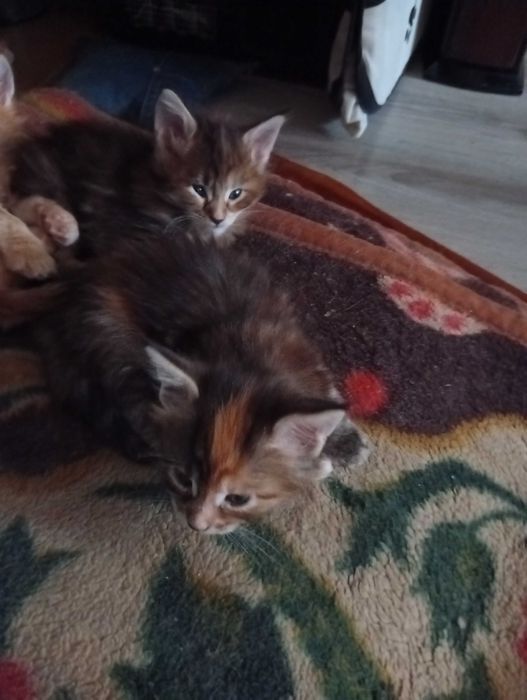 котята Мейн-кунов.