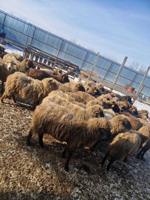 Vand 20 de oi la 500 de lei bucata