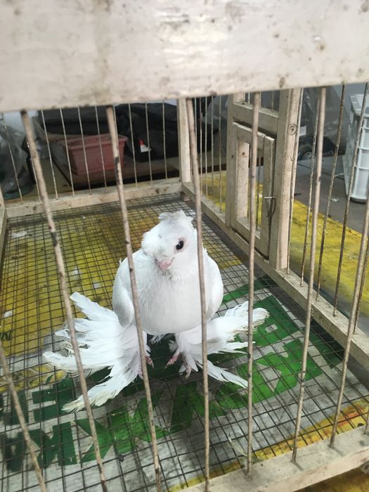 Белый самец молодой