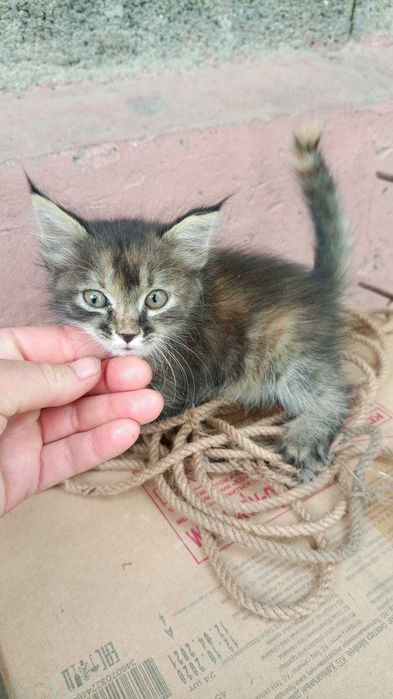 отдам котенка помесь мейн куна в добрые руки