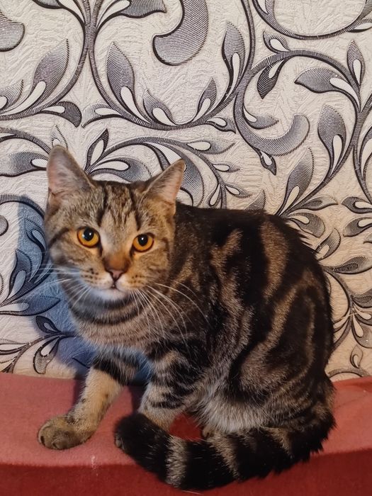 Британский Котик Ищет Дом