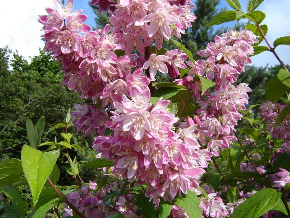 Цветы, Сад, Огород Растения