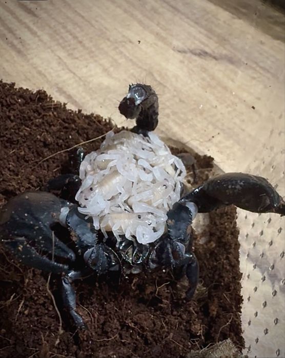 Scorpion asiatic de padure (Heterometrus spinifer)