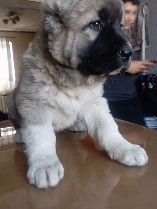 САО Алабай Караганда