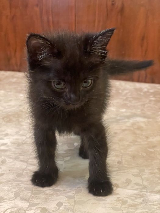 Котенок девочка в добрые руки.