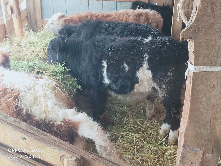 Баспактар сатылады