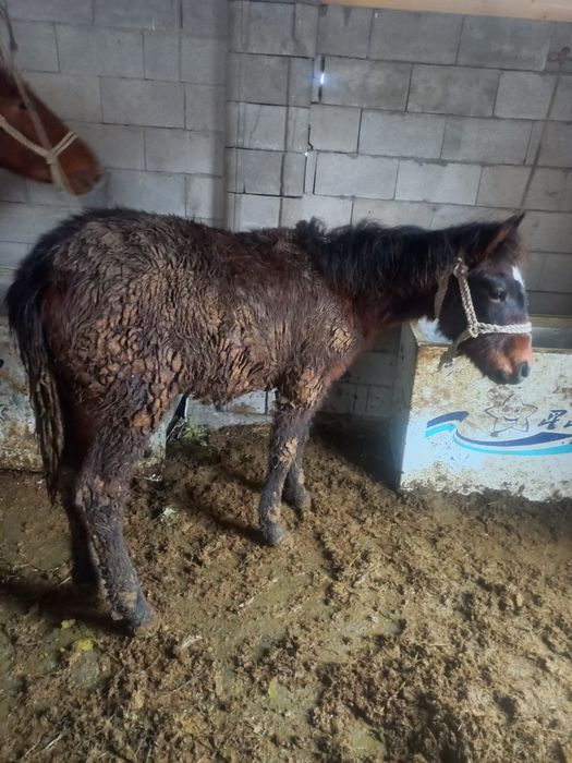 Жабағы сатылады семіз бордақыда тұр ... ..