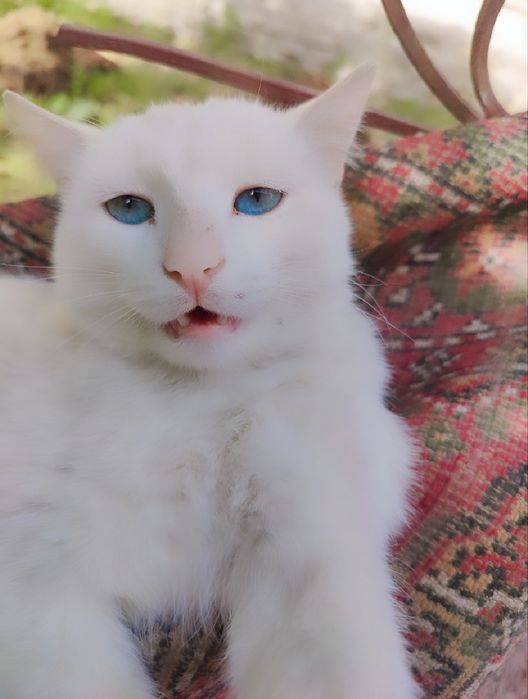 Dunyo bokira qizlari porno