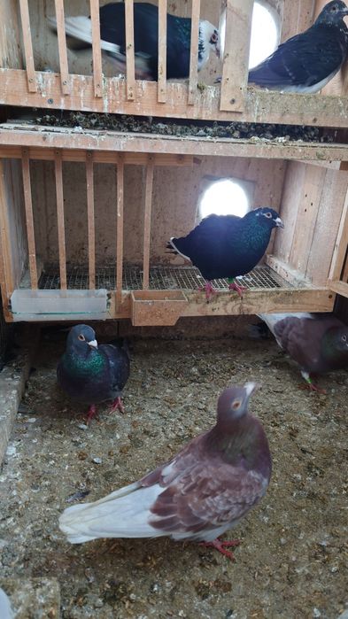 Vând porumbei voiajori o porumbiță este gratis