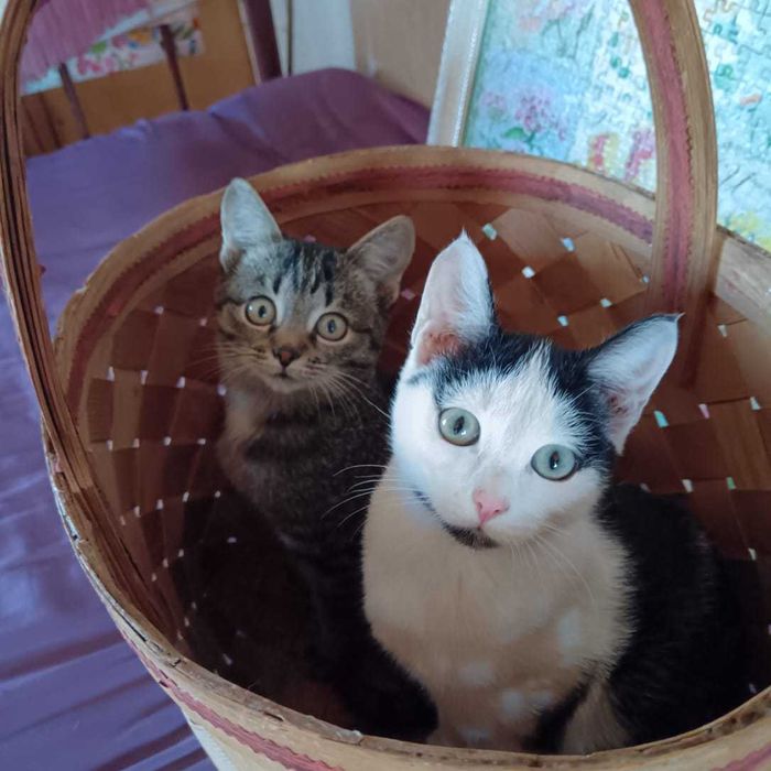 отдам котят в хорошие руки