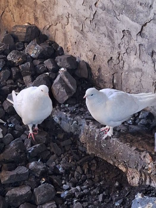 Продам молодых голубей