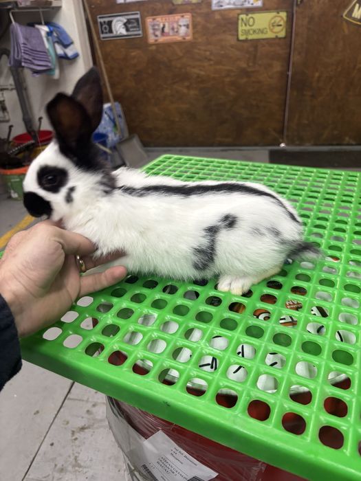 Iepuri Urias Pestrit German ( fluture german)