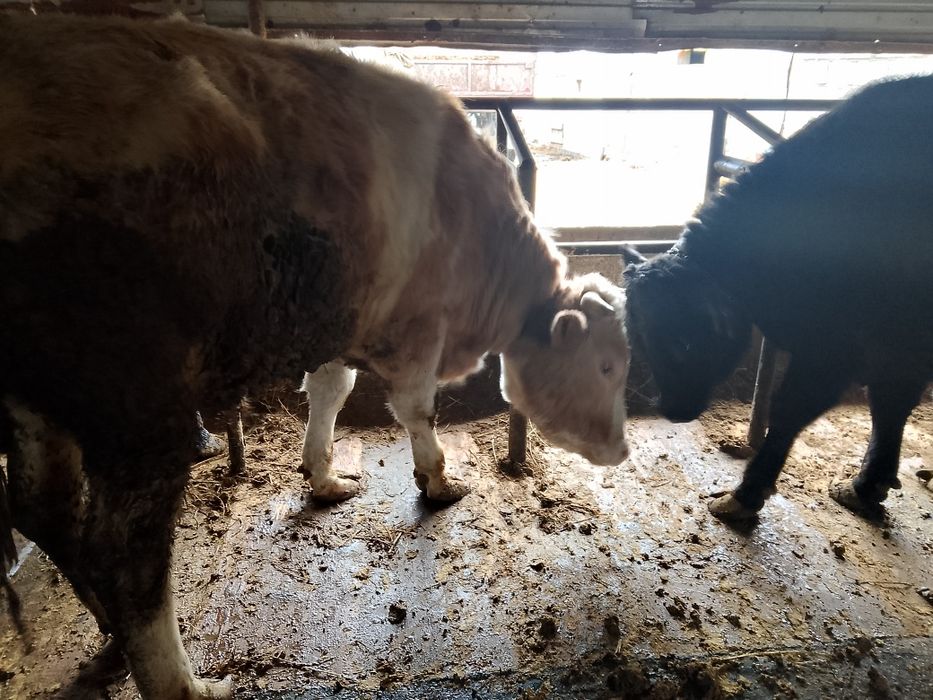 Продам откормленных Бычков