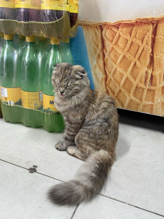 Кошка породистый