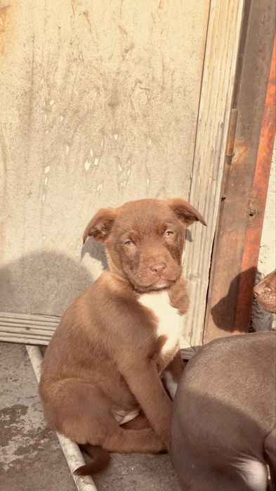 Продаю щенят девочек