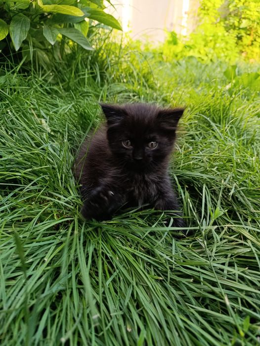 Бесплатно отдам котят