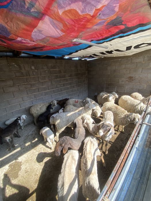 Козылы кой сатылады