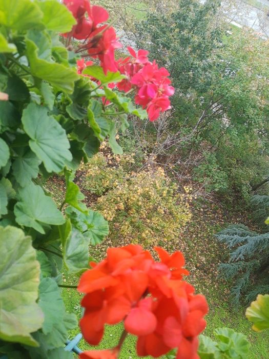 Мушкато,големи ,отгледани в саксия,Последни бройки,намалени 50лв,