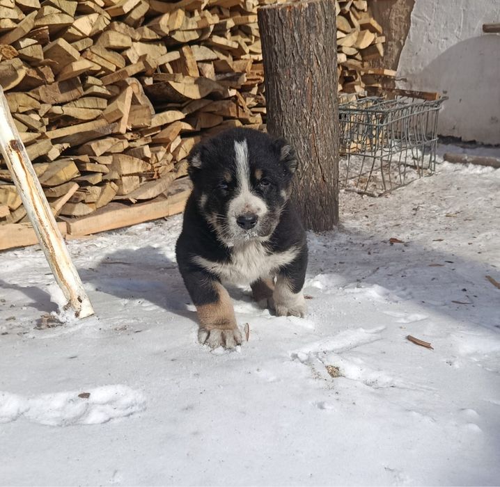 Продам щенков Алабай