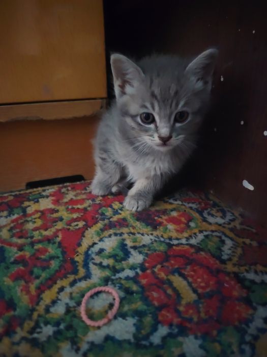 Продаются котята