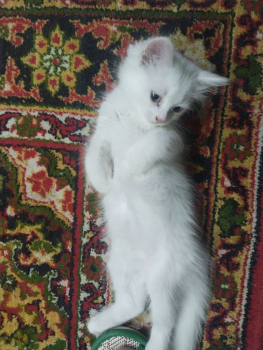 Продаём котят скоттиш-страйт.