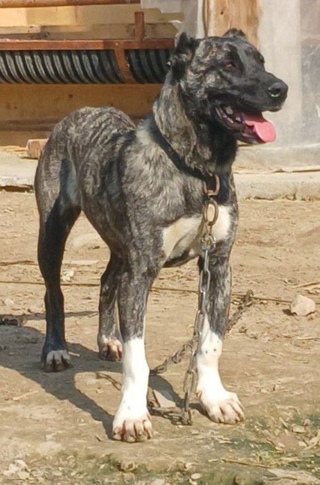 Продаётся собака