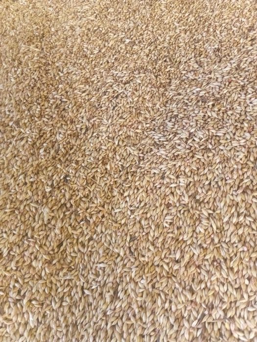 Ячмень на семена