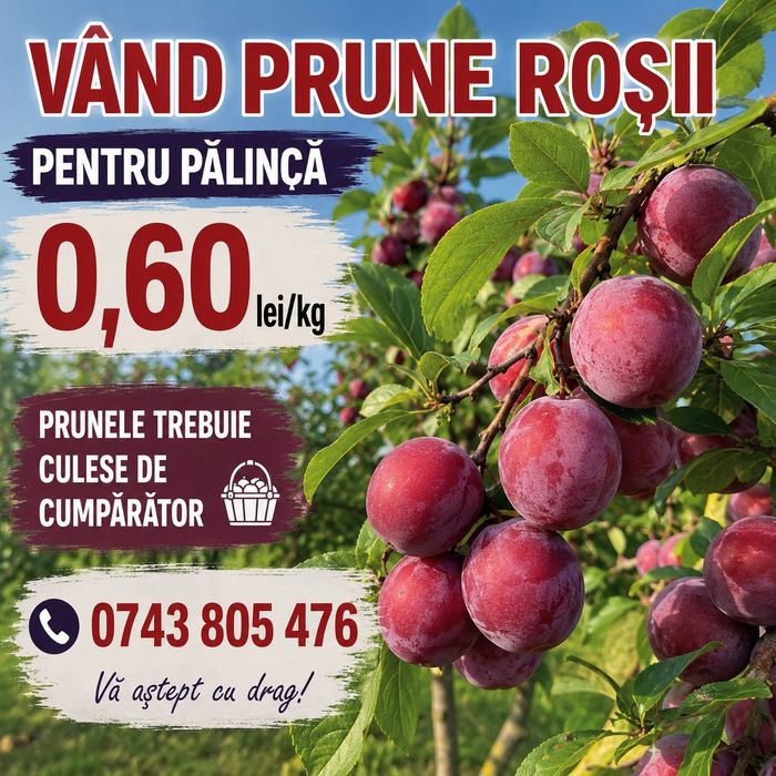 Vind prune  roși.