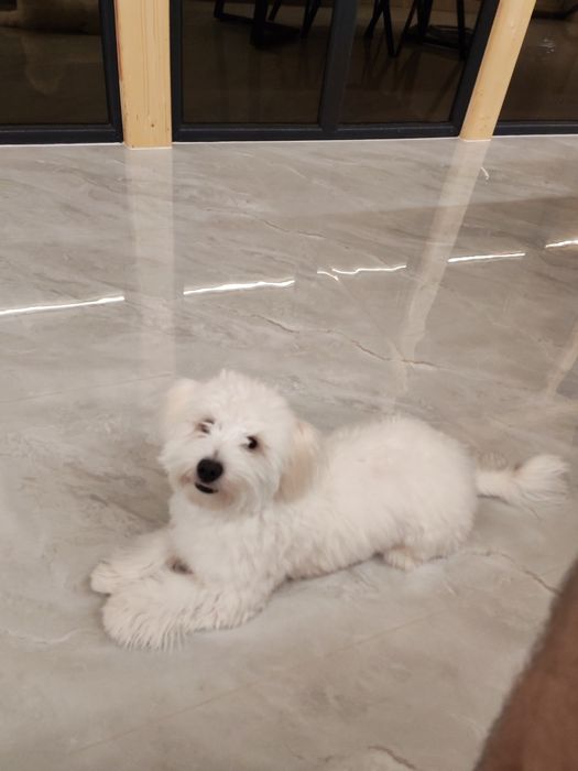 Bichon maltez baiat