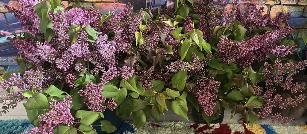 Сирень в наличии