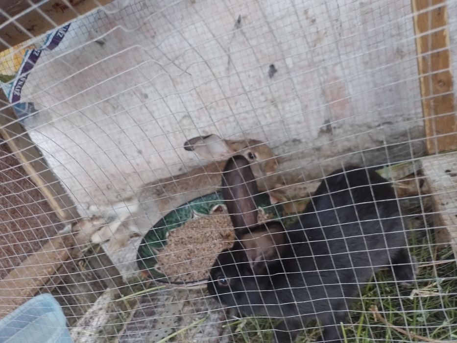 Куён нар кушишга