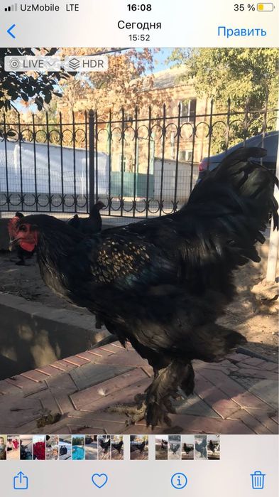 Брама, жерси хўроз товуқлар сотилади, нархи 500000 сўмдан, келишамиз