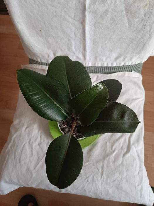 Продам Фикус 30 см