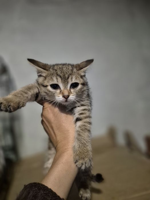 Отдам котят в хорошие руки