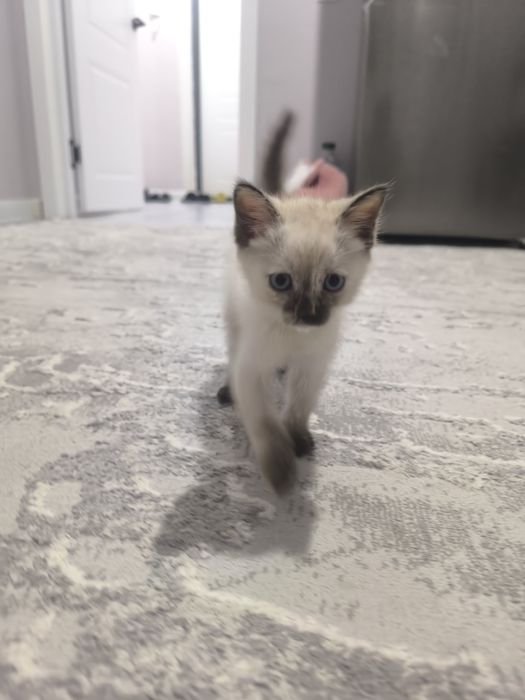 Котенок девочка 2 месяца
