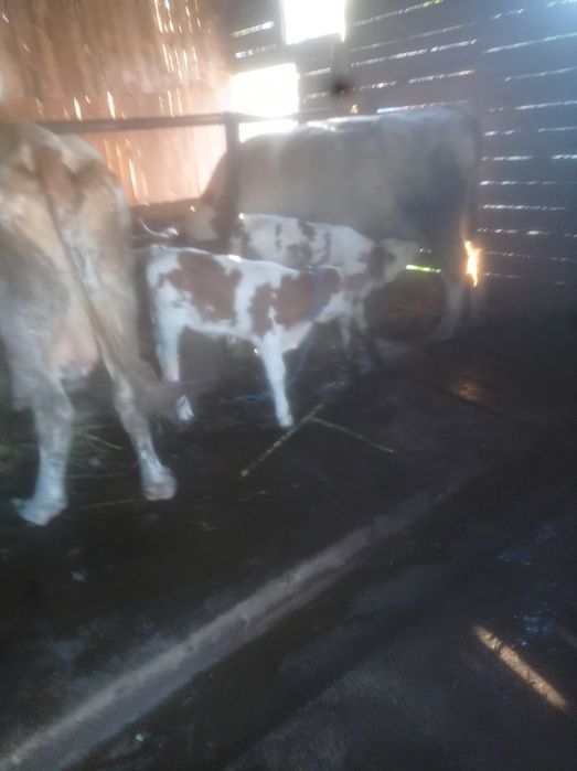 Vacă de vanzare cu vitel