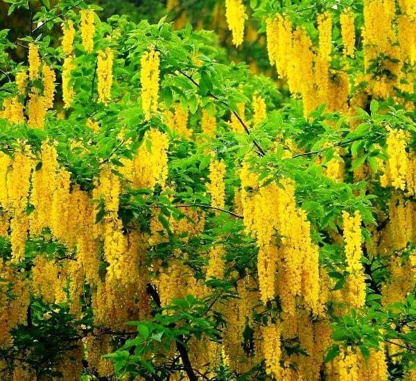 Златен дъжд (Laburnum anagyroides)