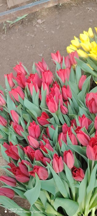 Тюльпаны голландские