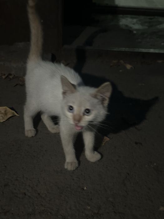 Отдам уличного котенка