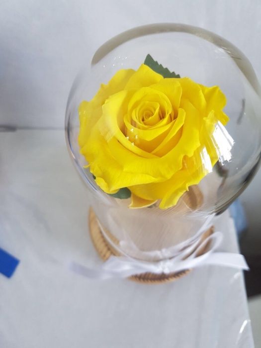 Cadou trandafir criogenat cupola sticla